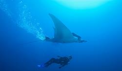 Socorro Aggressor Liveaboard - Mexico